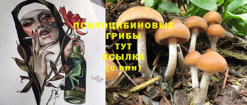 Галлюциногенные грибы Cubensis  Кирово-Чепецк 